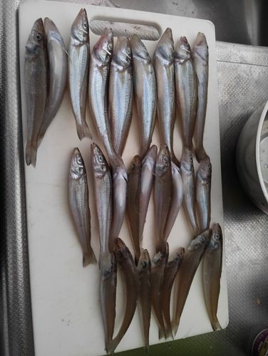 キスの釣果