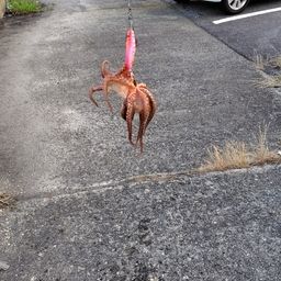 タコ