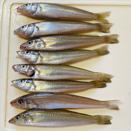 シロギスの釣果