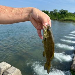 スモールマウスバス