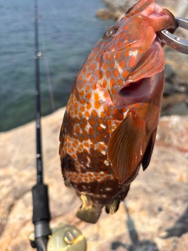 アコウの釣果