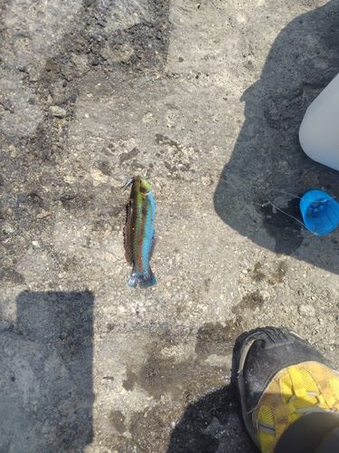 ニシキベラの釣果