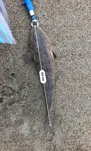 マゴチの釣果