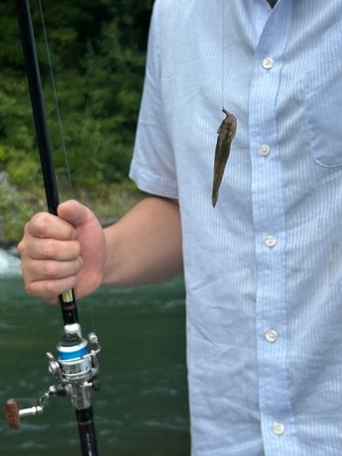 ヨシノボリの釣果