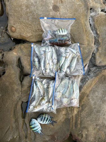 カンパチの釣果