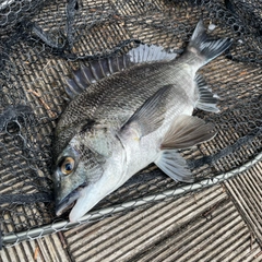 クロダイの釣果