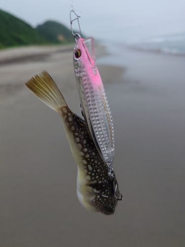 クサフグの釣果