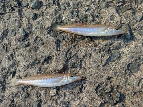 キスの釣果