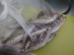 キスの釣果