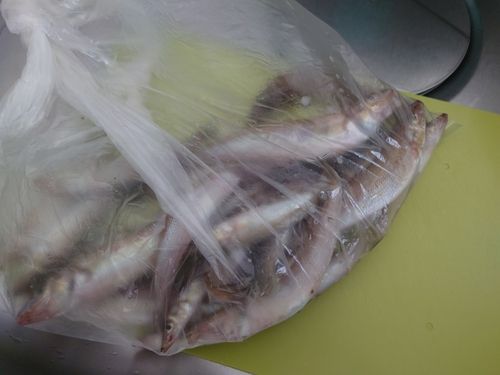 キスの釣果