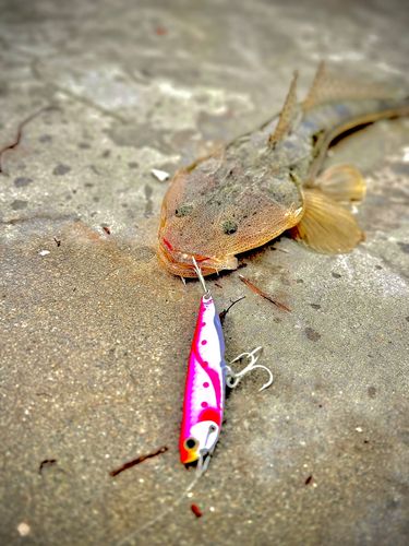 マゴチの釣果