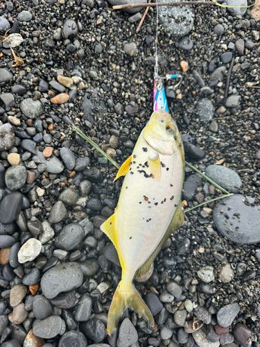 シオの釣果