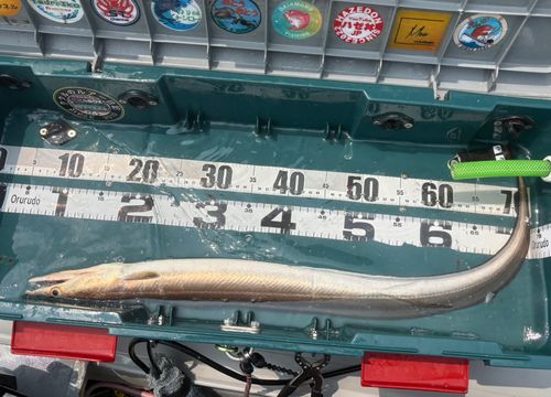 ハモの釣果