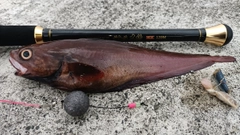 ドンコの釣果
