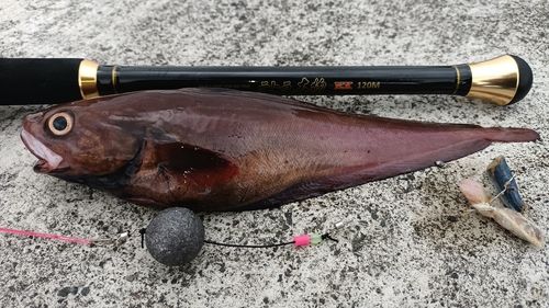 ドンコの釣果