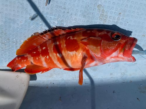 アカハタの釣果