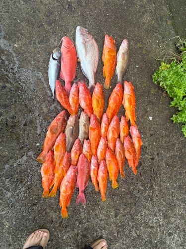 アカハタの釣果