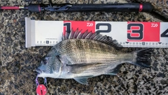 チヌの釣果