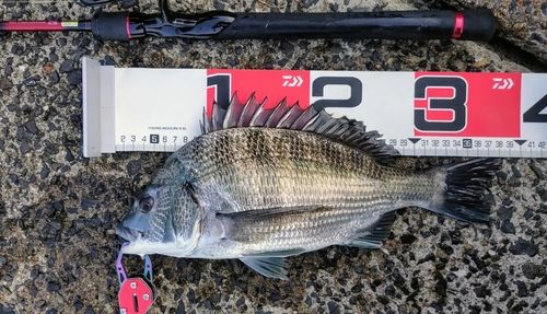 チヌの釣果