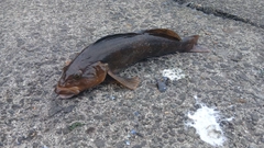 アイナメの釣果