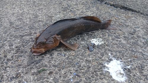 アイナメの釣果