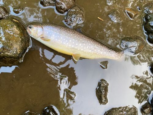 アメマスの釣果