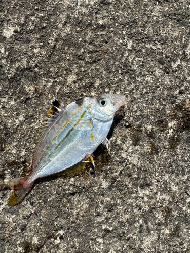 ヒイラギの釣果