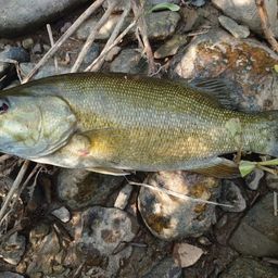 スモールマウスバス