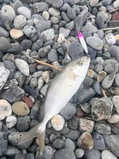 ショゴの釣果