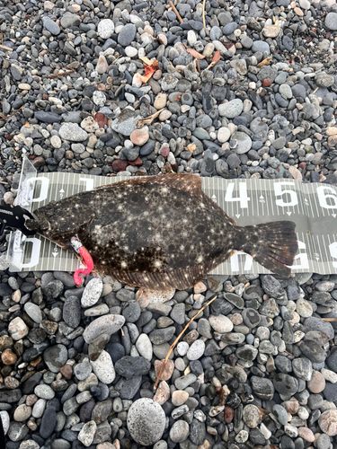 ヒラメの釣果
