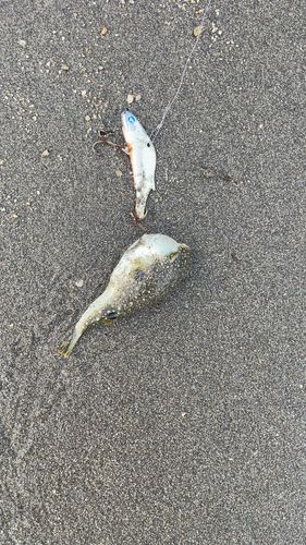 フグの釣果