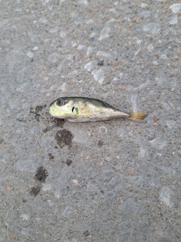 フグの釣果