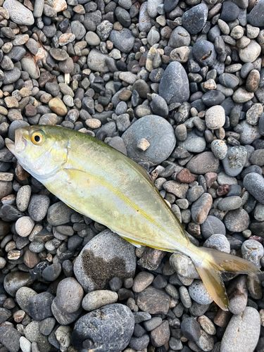 モジャコの釣果