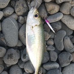 アジ