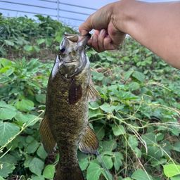 ブラックバス