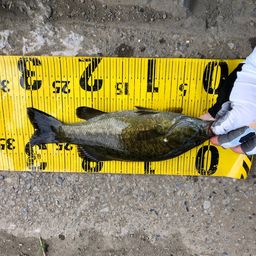 スモールマウスバス