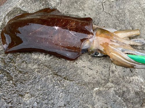 アオリイカの釣果