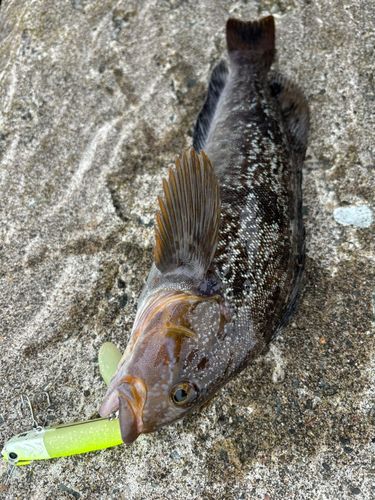 アイナメの釣果