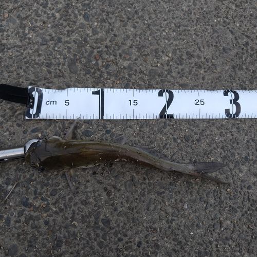 アメリカナマズの釣果