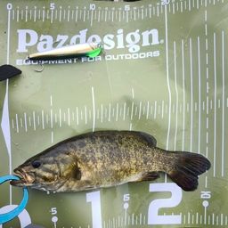 スモールマウスバス