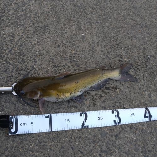 アメリカナマズの釣果