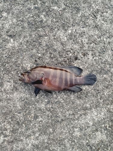 マハタの釣果