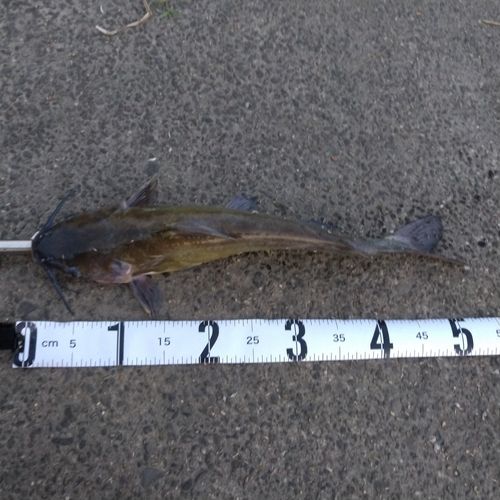 アメリカナマズの釣果