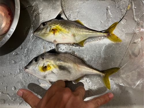 ギマ