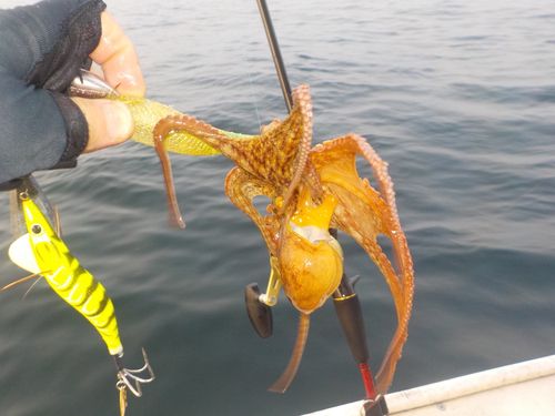 タコの釣果