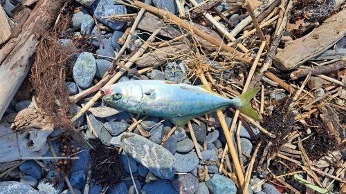 ワカシの釣果