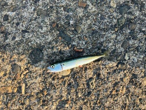サバの釣果