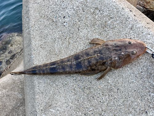マゴチの釣果