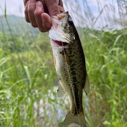 バス釣りアングラー アングラー63444244 さんの 2025年07月04日のブラックバスの釣り