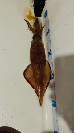 ケンサキイカの釣果